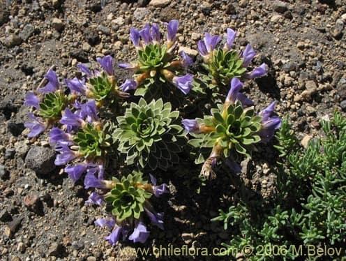 Viola cotyledon